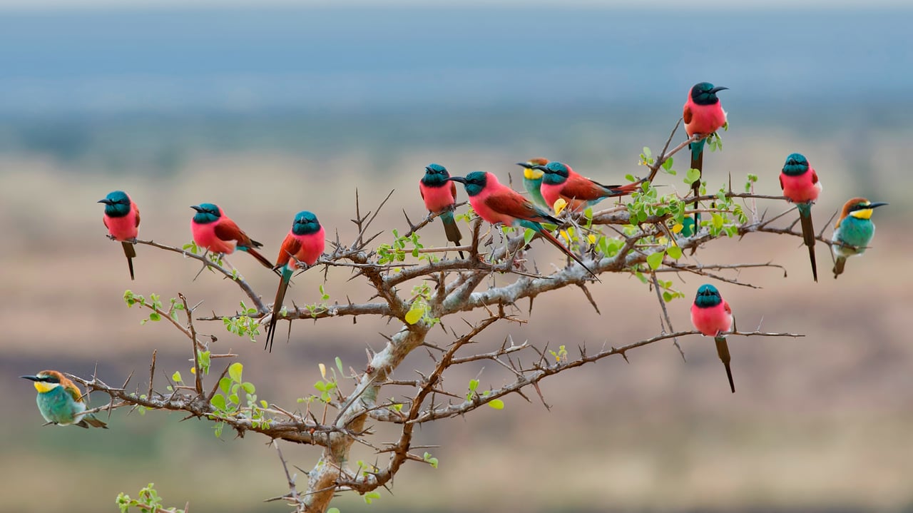 Northern carmine and European bee-eaters in Mkomazi National Park, Tanzania (© webguzs/Getty Images) desktop wallpaper