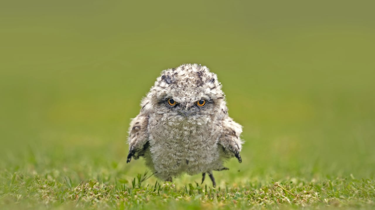 Tawny frogmouth chick, Australia (© SnapRapid/Offset by Shutterstock) desktop wallpaper