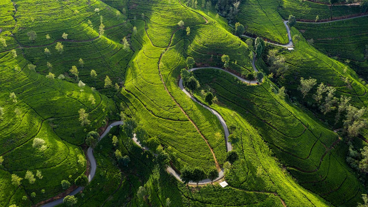 爱丁堡茶园, 努沃勒埃利耶, 斯里兰卡 (© Jeremy Woodhouse/Getty Images) desktop wallpaper