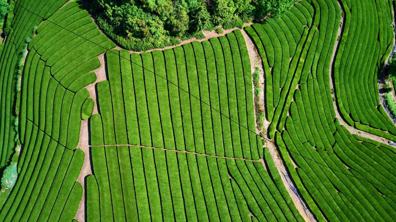 ｢宇治の茶畑｣京都府, 宇治市 (© Tuul and Bruno Morandi/Alamy Stock Photo) desktop wallpaper