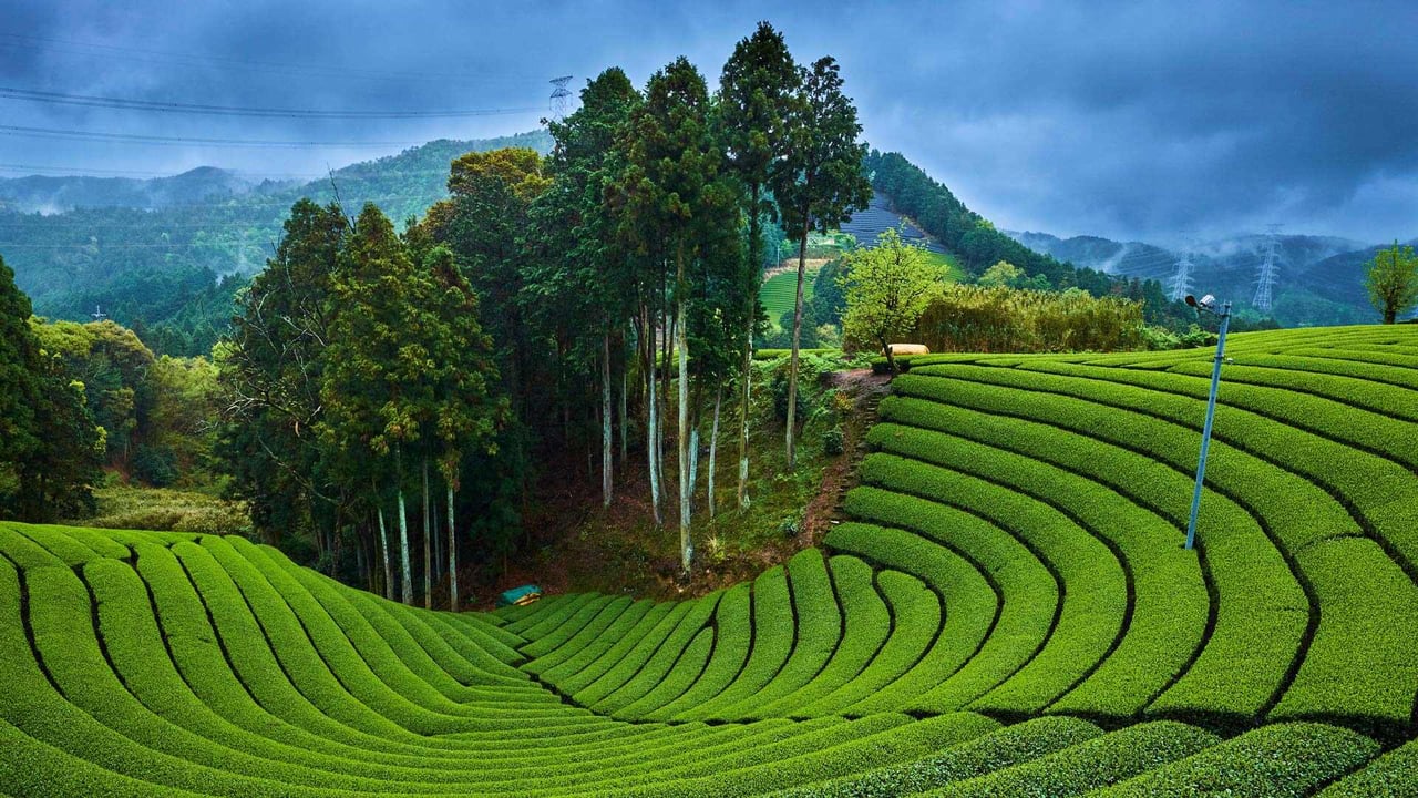 和束町の茶畑, 京都府 (© Tuul & Bruno Morandi/Getty Images) desktop wallpaper