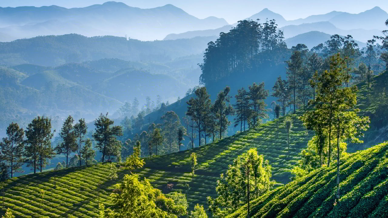 慕那尔山区的茶园,印度喀拉拉邦 (© SvitlanaBelinska/iStock/Getty Images Plus) desktop wallpaper