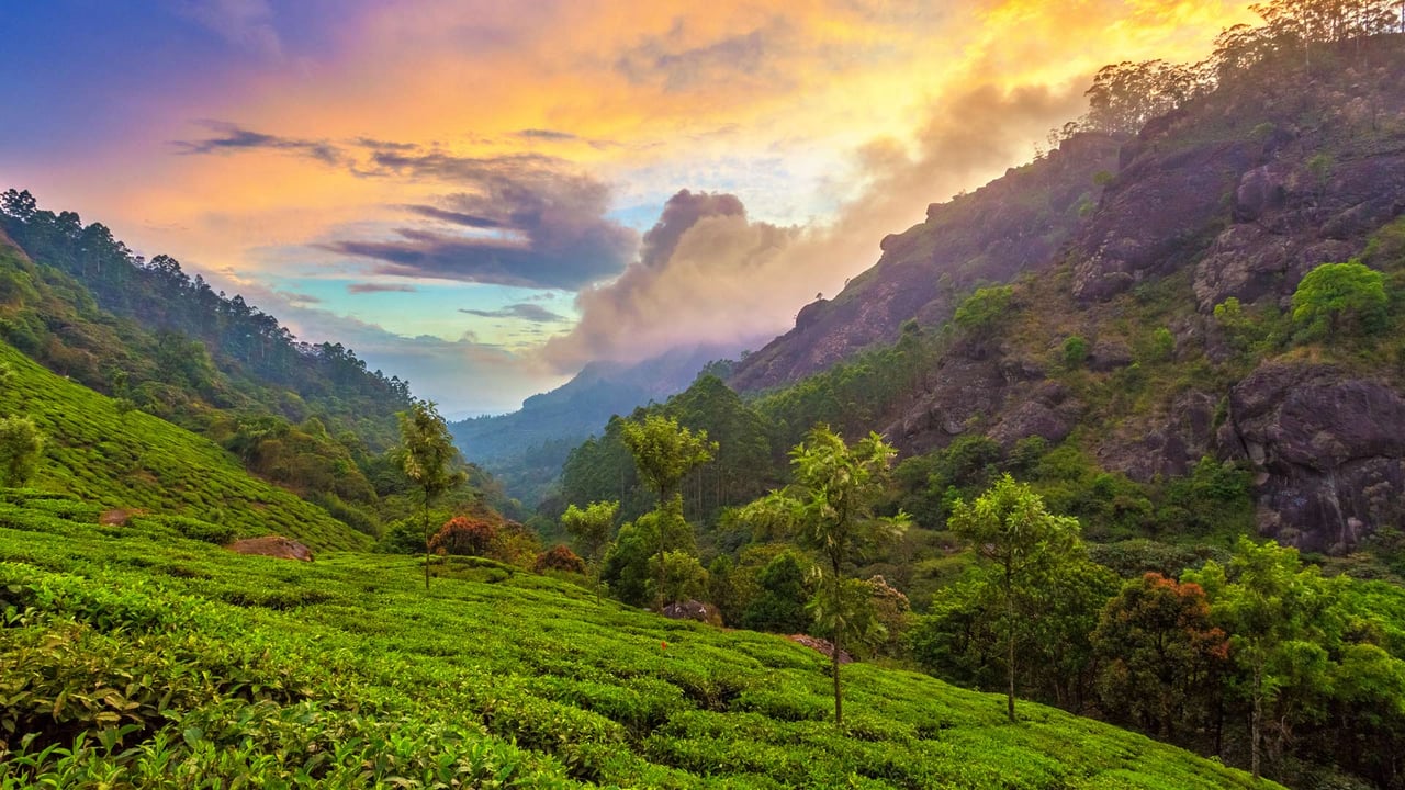 Tea plantation near Munnar, Kerala, India (© Peter Zelei Images/Getty Images) desktop wallpaper