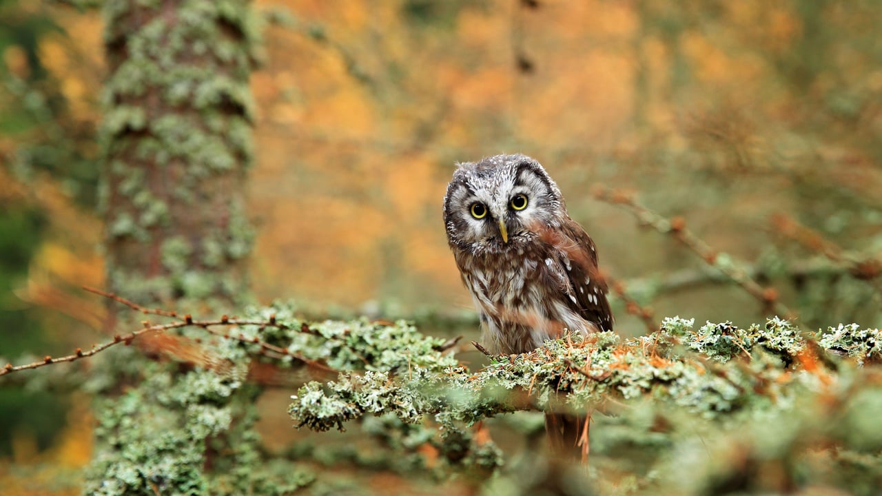 Boreal owl in a forest in Central Europe (© Ondrej Prosicky/Alamy) desktop wallpaper
