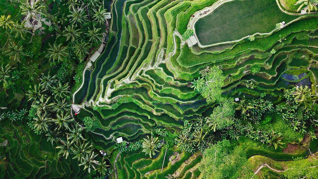 Tegallalang-Reisterrassen nahe Ubud, Bali, Indonesien (© gorgeoussab/Shutterstock) desktop wallpaper