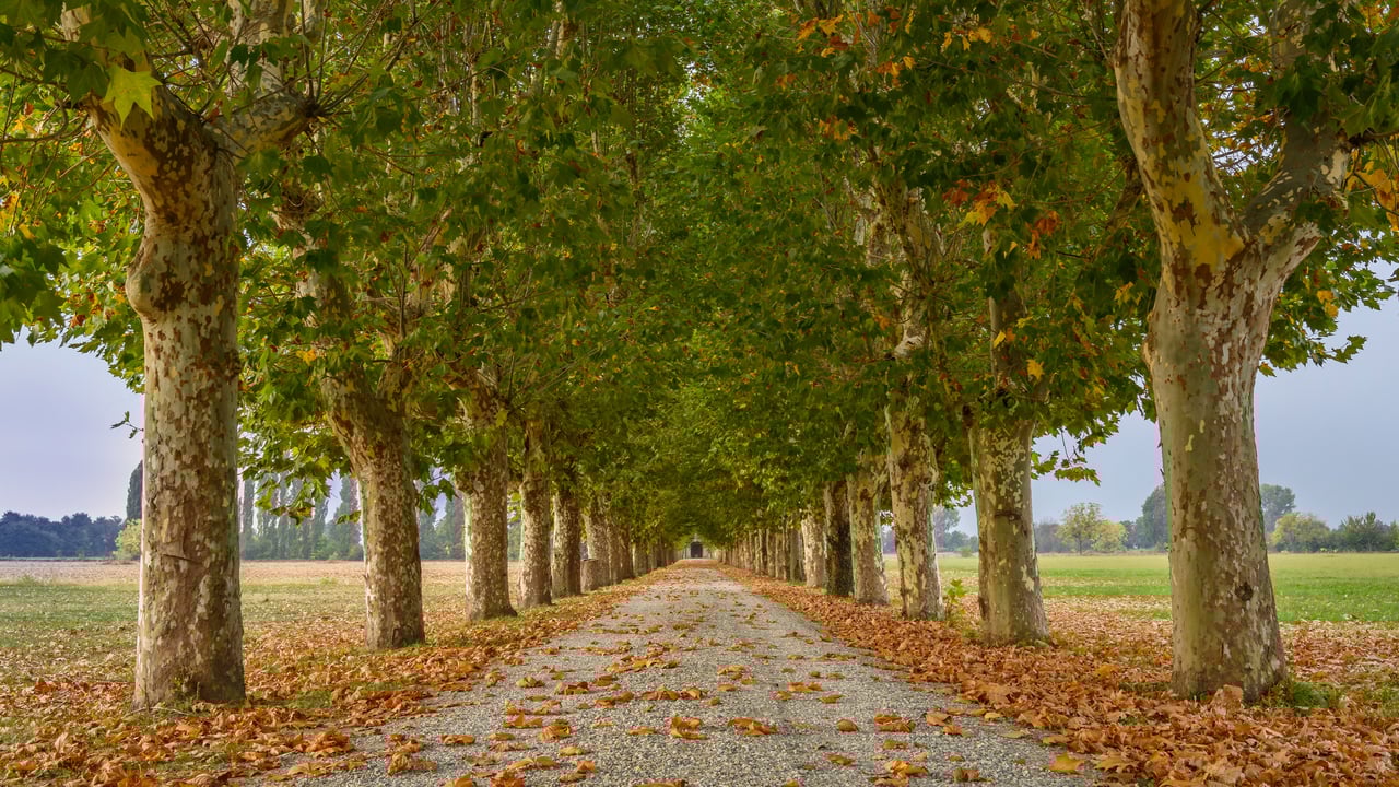 Viale alberato, Pinerolo, Torino, Piemonte (© Diana Robinson Photography/Moment) desktop wallpaper