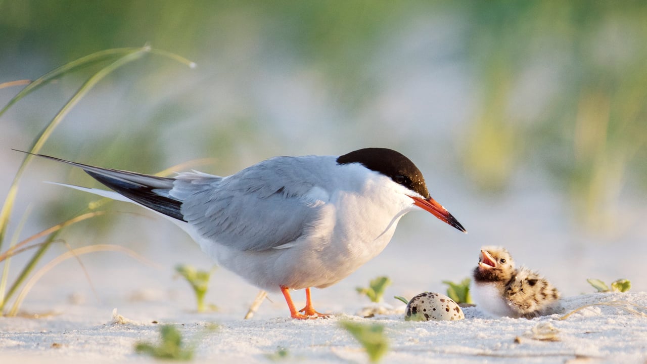 Common tern father with chick, Nickerson Beach, Long Island, New York (© Vicki Jauron, Babylon and Beyond Photography/Getty Images) desktop wallpaper