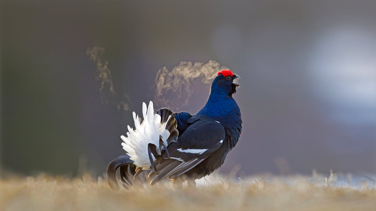 Black grouse male calling at a lek site in Kuusamo, Finland (© Oliver Smart/Alamy) desktop wallpaper