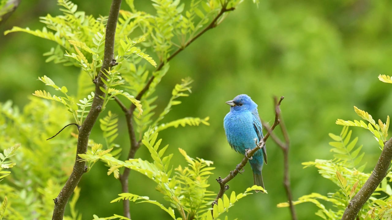 An indigo bunting perched on a branch, Texas (© Jeff R Clow/Getty Images) desktop wallpaper