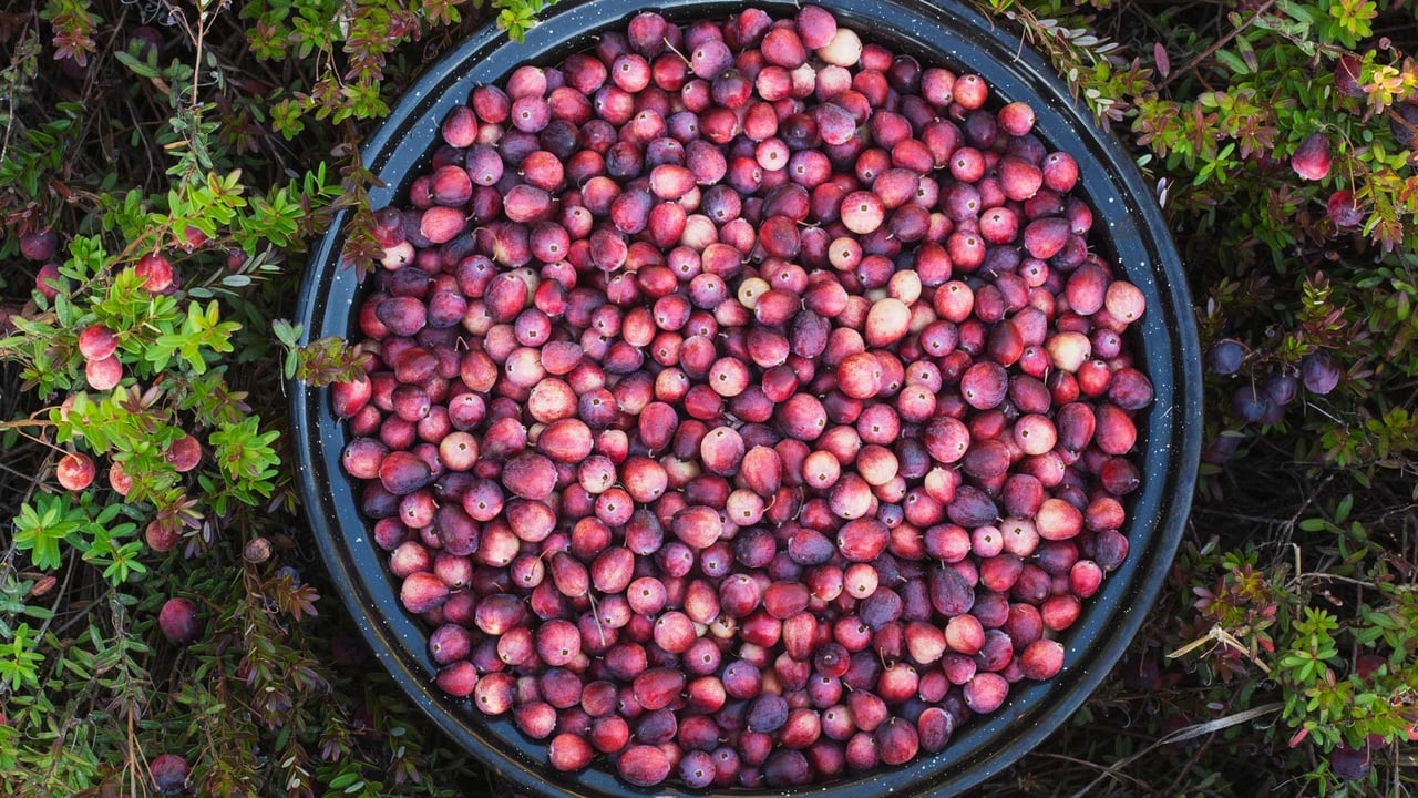A bowl full of cranberries, Ontario, Canada (© plainpicture/Design Pics/Julie DeRoche) desktop wallpaper