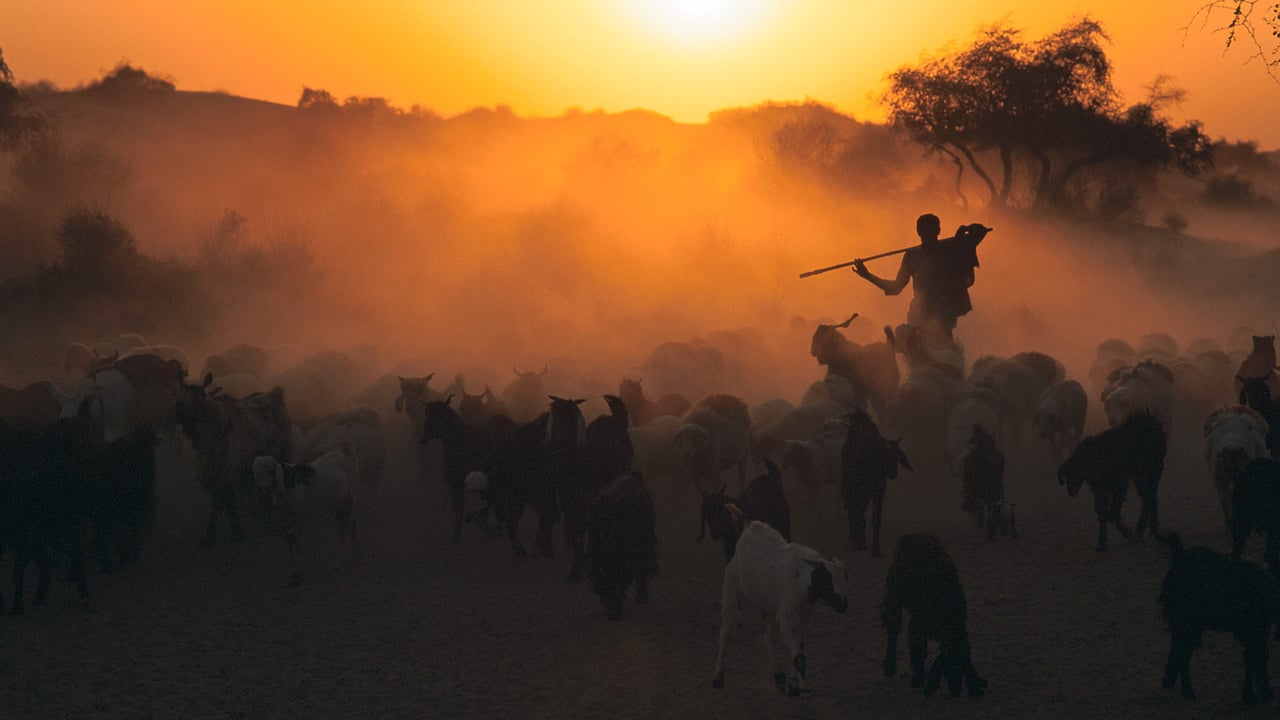 Shepherd with flock of sheep at dawn, Thar desert (© Laurent Geslin/Minden Pictures) desktop wallpaper