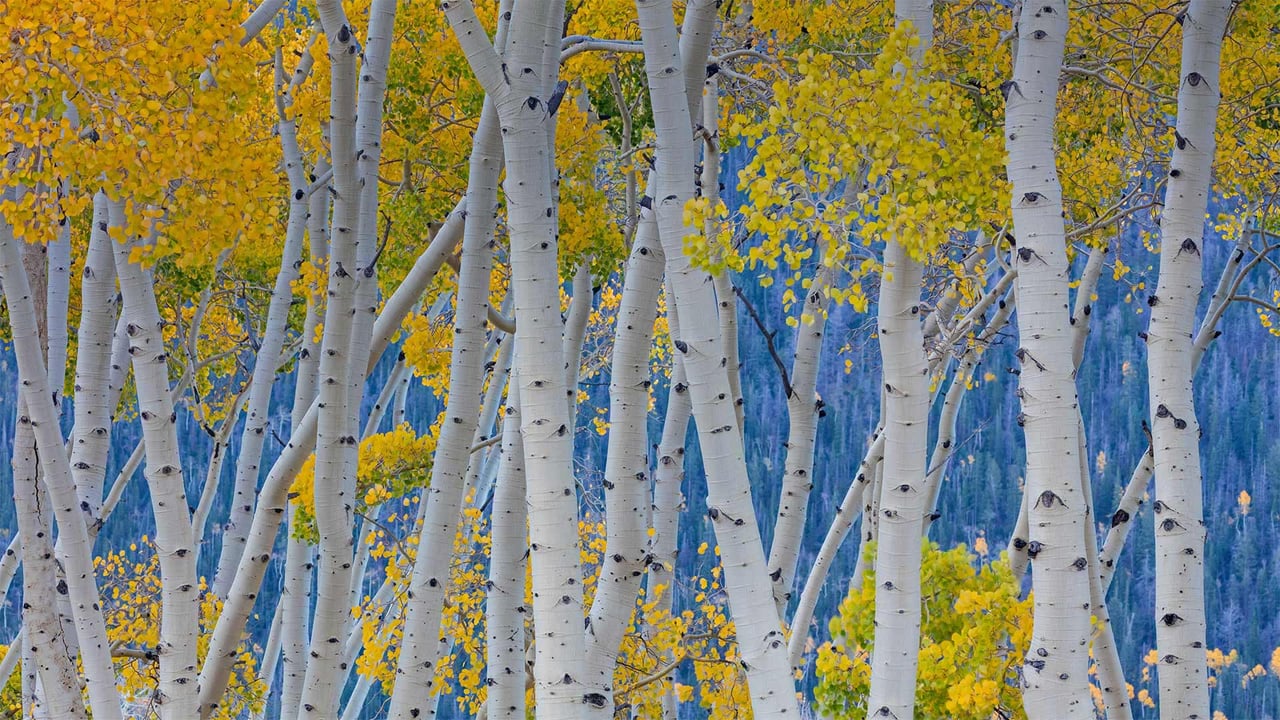 Quaking aspens of Pando in Fishlake National Forest, Utah (© Don Paulson/Danita Delimont) desktop wallpaper