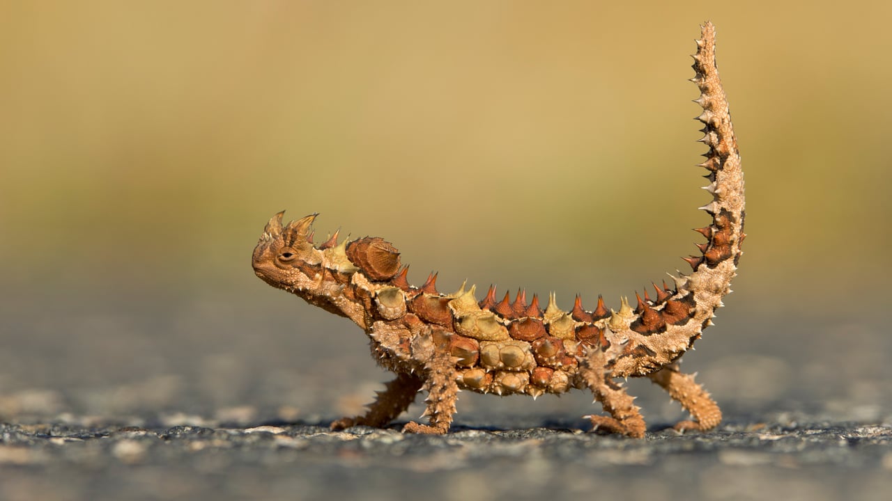 Thorny Devil (Moloch horridus) in Watarrka National Park, Northern Territory (© Yva Momatiuk and John Eastcott/Minden Pictures) desktop wallpaper