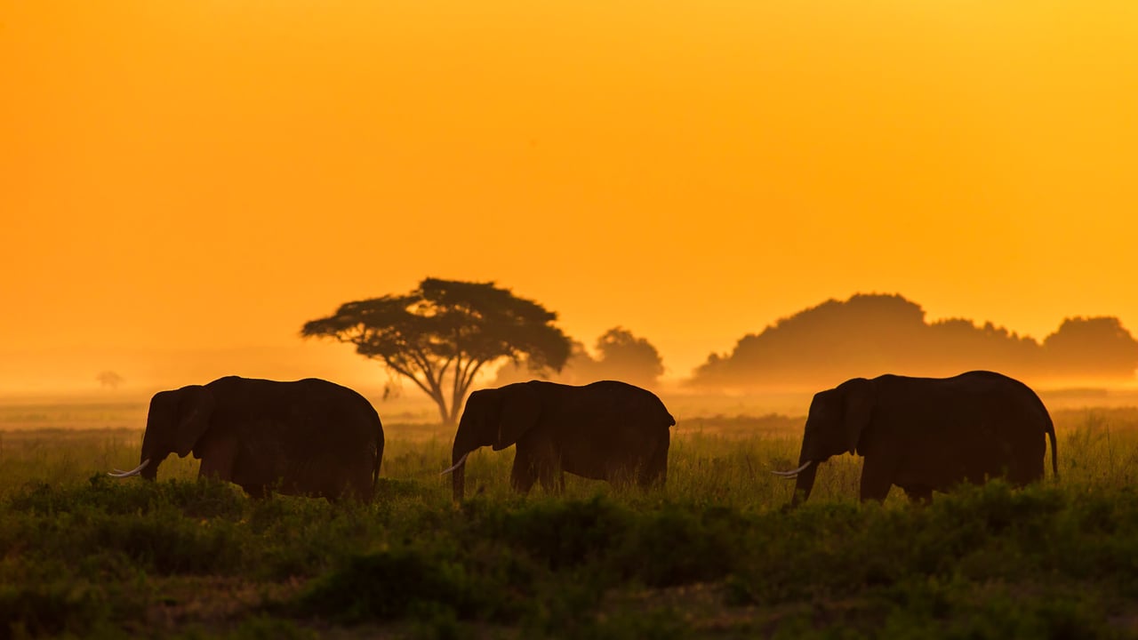 Elephant family in Amboseli National Park, Kenya (© Ibrahim Suha Derbent/Getty Images) desktop wallpaper