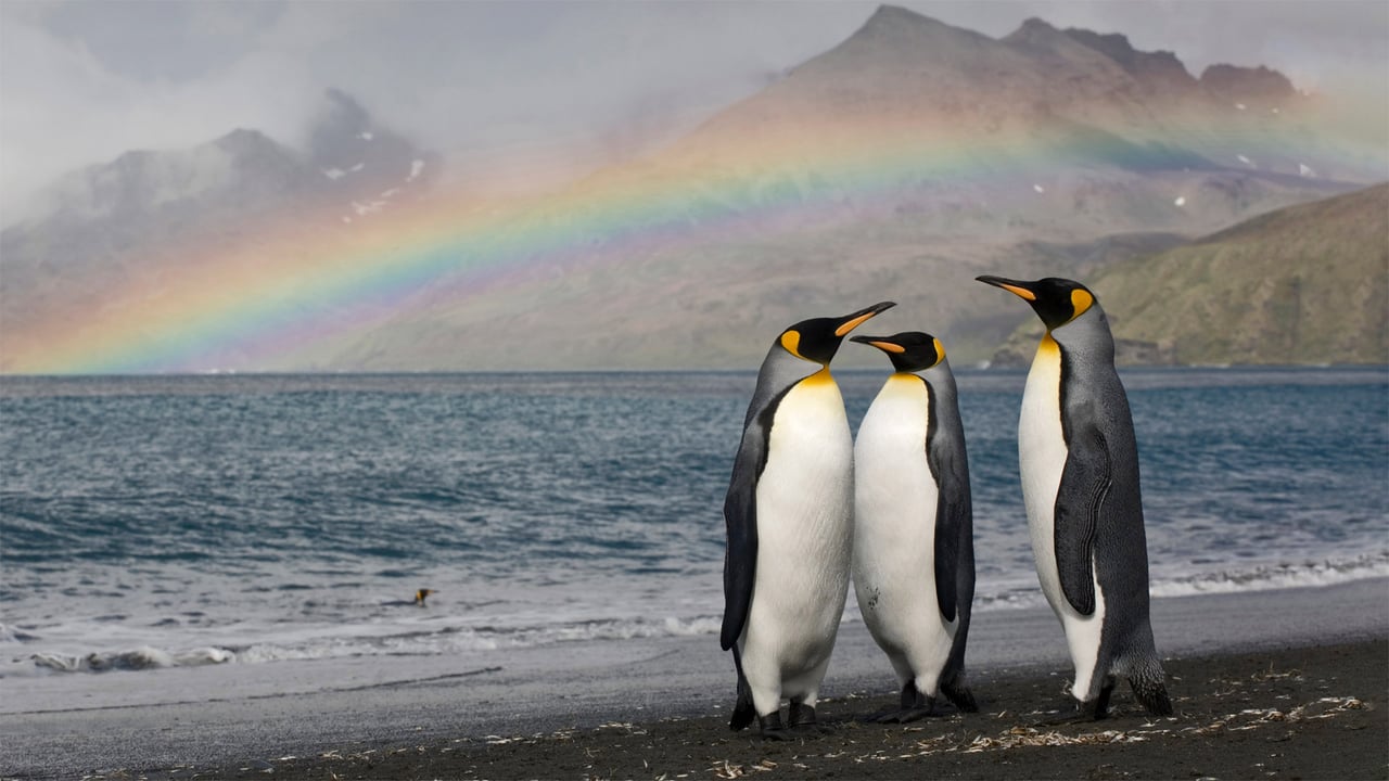 Three king penguins on the shore of St. Andrew's Bay, South Georgia Island (© Paul Souders/Getty Images) desktop wallpaper