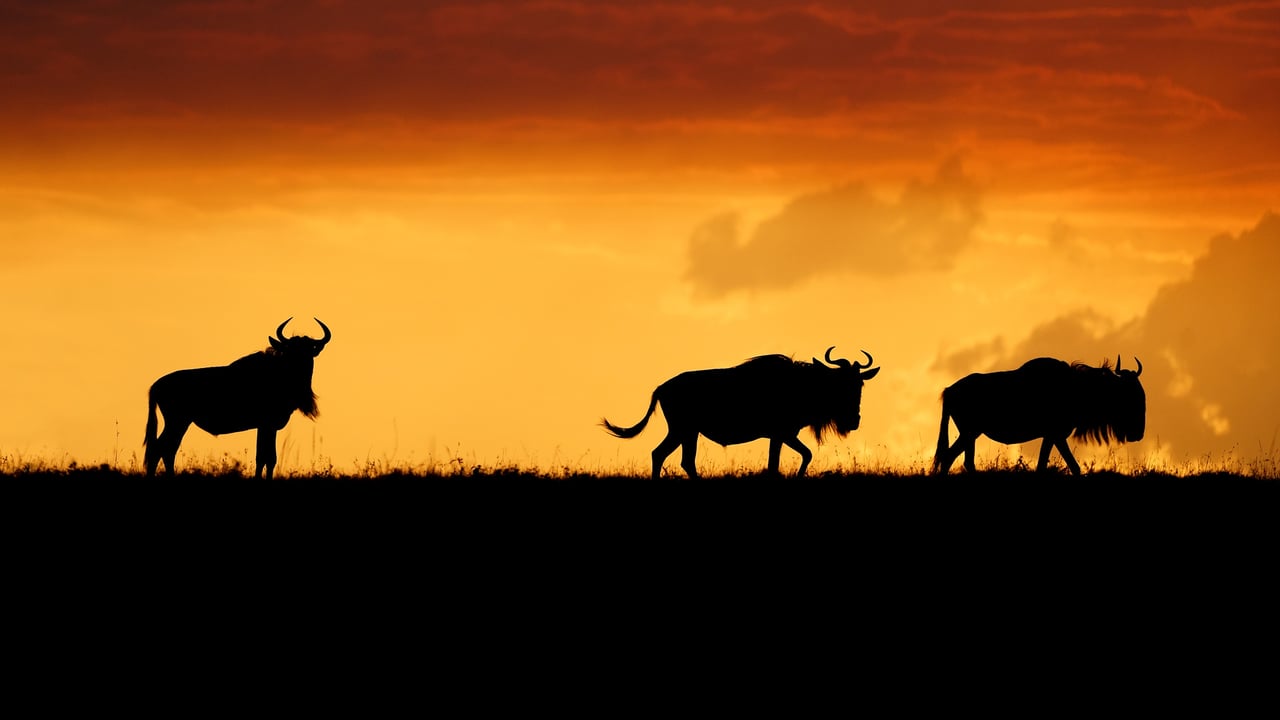 Wildebeests in the Maasai Mara National Reserve, Kenya (© Matt Polski/Getty Images) desktop wallpaper