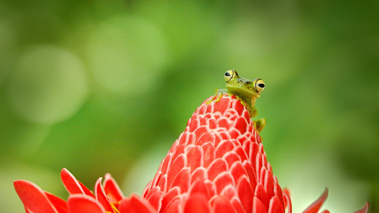 Tree frog, Costa Rica (© Ondrej Prosicky/Shutterstock) desktop wallpaper
