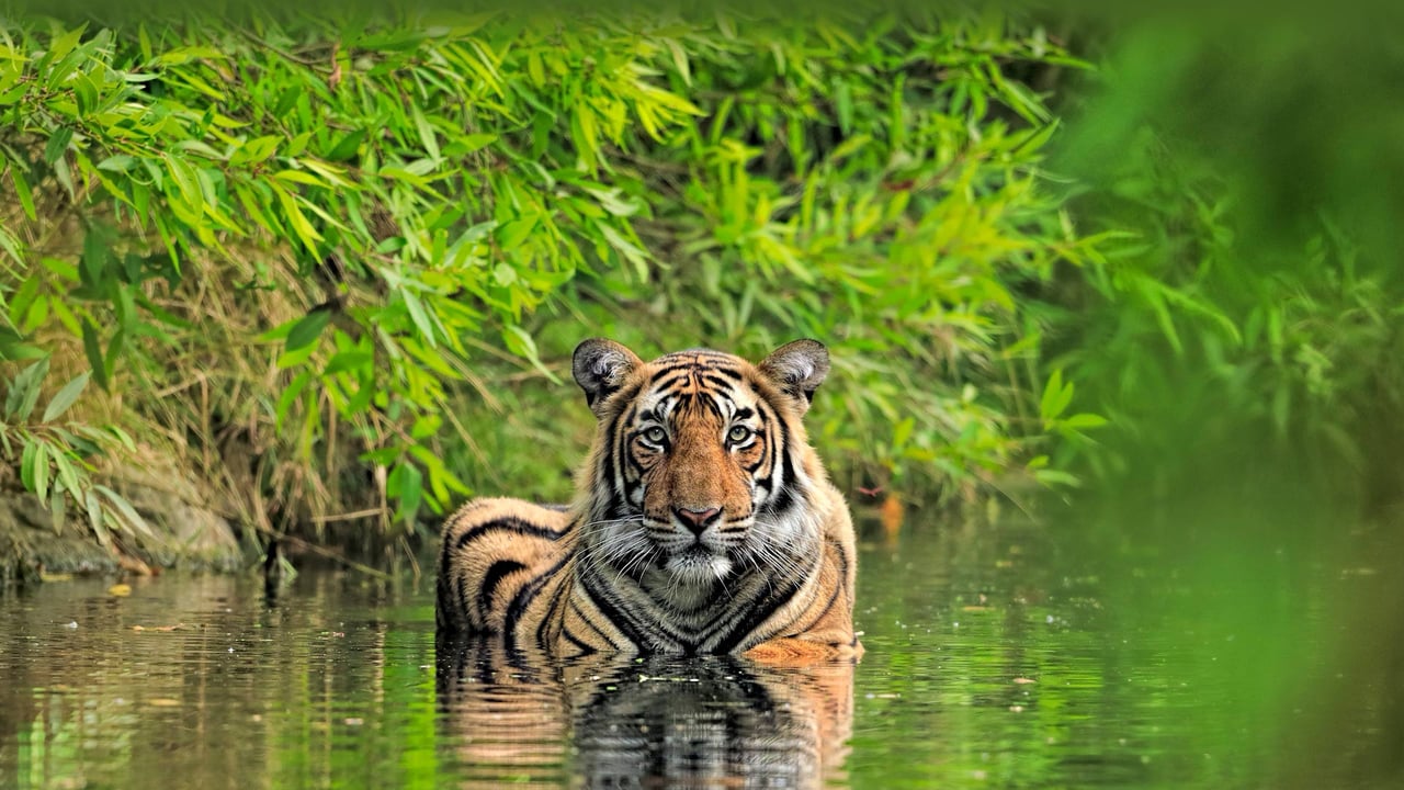 Bengal tiger, Ranthambore National Park, India (© Andy Rouse/Minden Pictures) desktop wallpaper