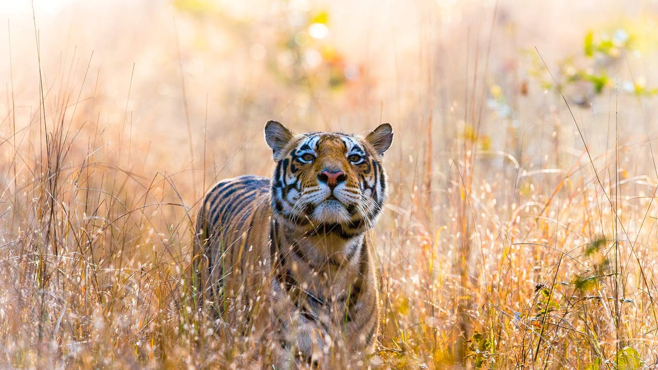 Tiger in Kanha National Park in Madhya Pradesh, India (© Trevor Scouten/Shutterstock) desktop wallpaper