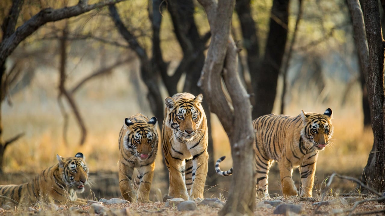 Tiger family a stroll one early morning at Ranthambhore National Park, Rajasthan, India (© Archna Singh/Shutterstock) desktop wallpaper