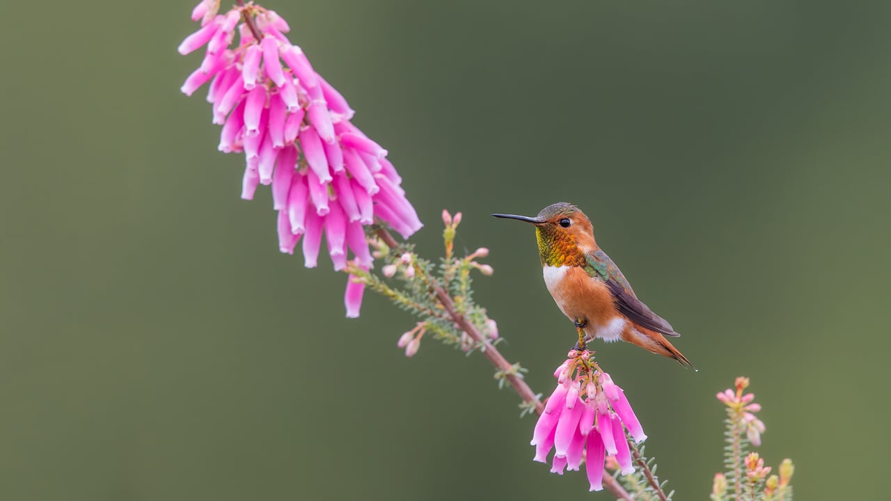 Allenkolibri, Santa Cruz, Kalifornien, USA (© mallardg500/Getty Images) desktop wallpaper