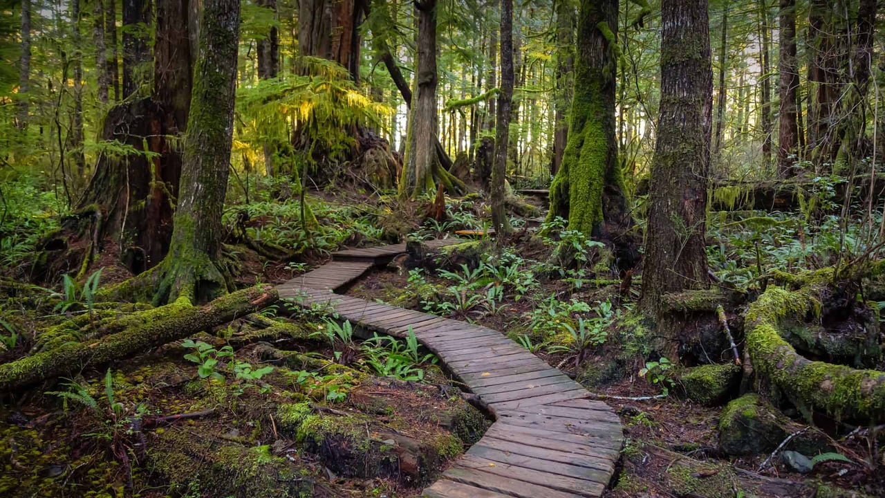 Wooden path to Kennedy Lake, Vancouver Island, BC, Canada (© EB Adventure Photography/Shutterstock) desktop wallpaper