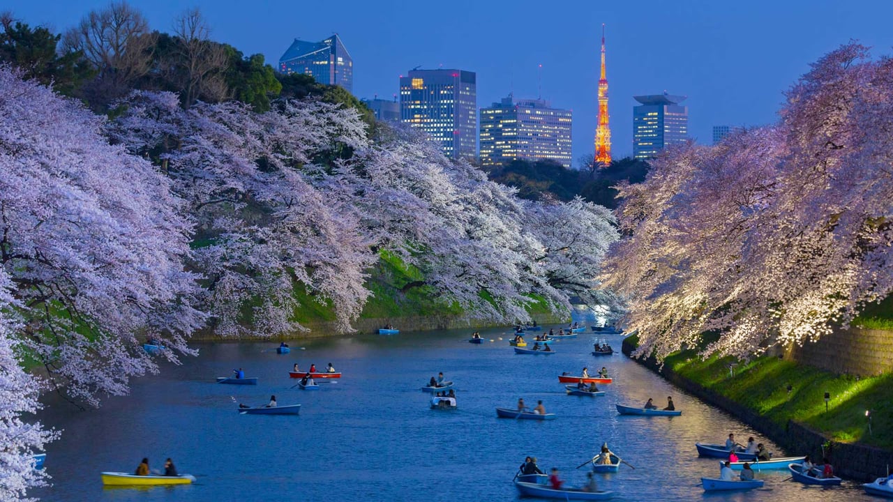 Cherry trees in full bloom near the Imperial Palace with Tokyo Tower in the background, Tokyo, Japan (© Jon Arnold/Danita Delimont) desktop wallpaper