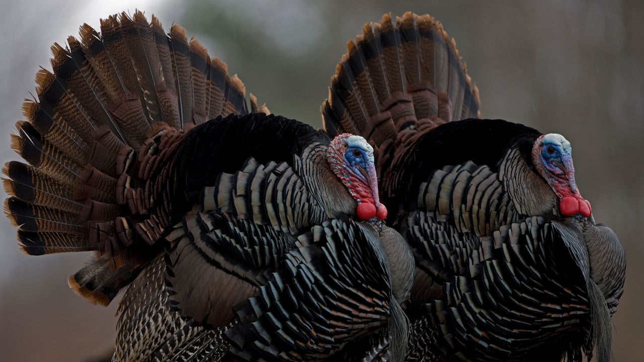 Wild turkeys, New York (© John Cancalosi/Alamy) desktop wallpaper