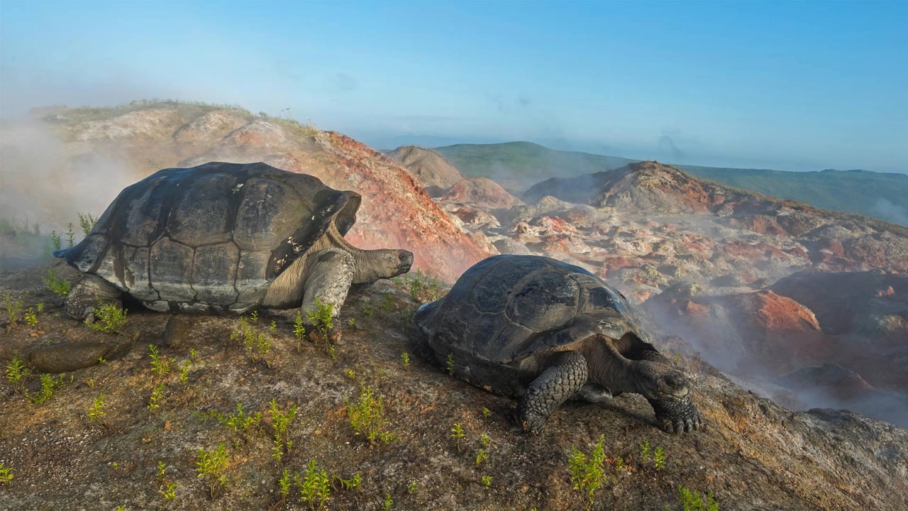Giant tortoises on Alcedo Volcano in the Galápagos Islands (© Tui De Roy/Minden Pictures) desktop wallpaper