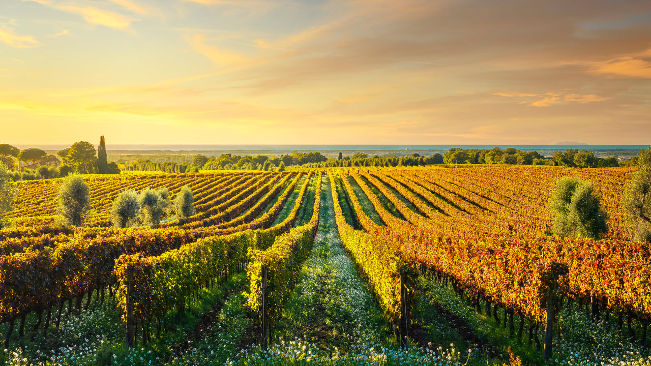 Bolgheri, frazione di Castagneto Carducci, Livorno, Maremma, Toscana (© ©StevanZZ/iStock) desktop wallpaper