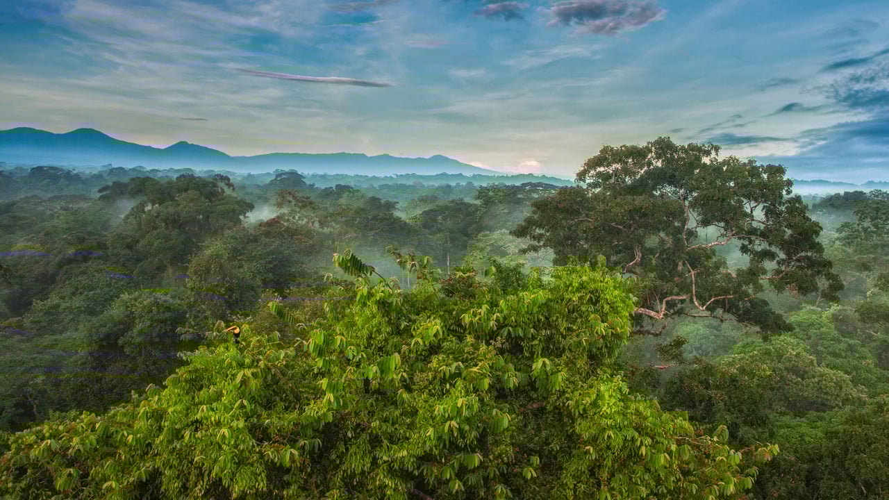Black-mandibled toucan in the rainforest canopy of La Selva Biological Station in Costa Rica (© Greg Basco/Minden Pictures) desktop wallpaper