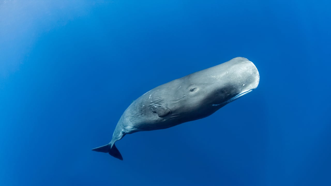 Sperm whale off the coast of Roseau, Dominica, in the Caribbean Sea (© Tony Wu/Minden Pictures) desktop wallpaper