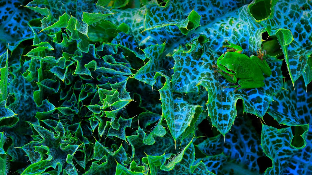 Tree frog in Cadiz, Spain (© Andres M. Dominguez/Minden Pictures) desktop wallpaper