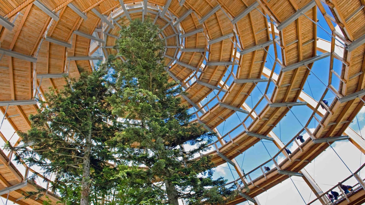 A treetop walkway in the Bavarian Forest National Park, Neuschönau, Germany (© imageBROKER/Alamy) desktop wallpaper