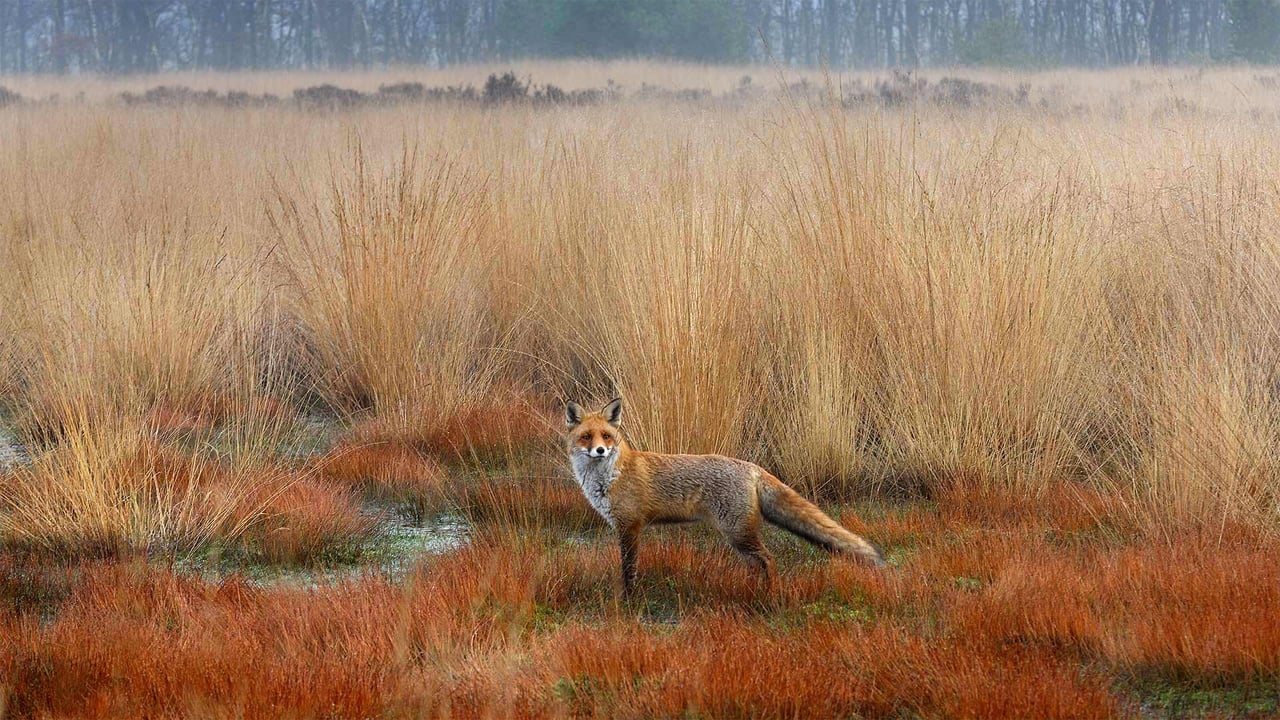 Red fox in the Netherlands (© Wim Weenink/Minden Pictures) desktop wallpaper