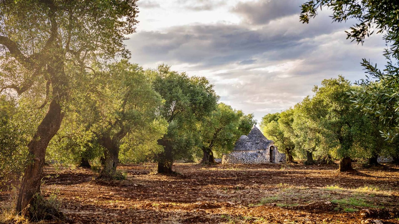 Olive grove, Valle d'Itria, Puglia, Italy (© Massimo Santi/Shutterstock) desktop wallpaper