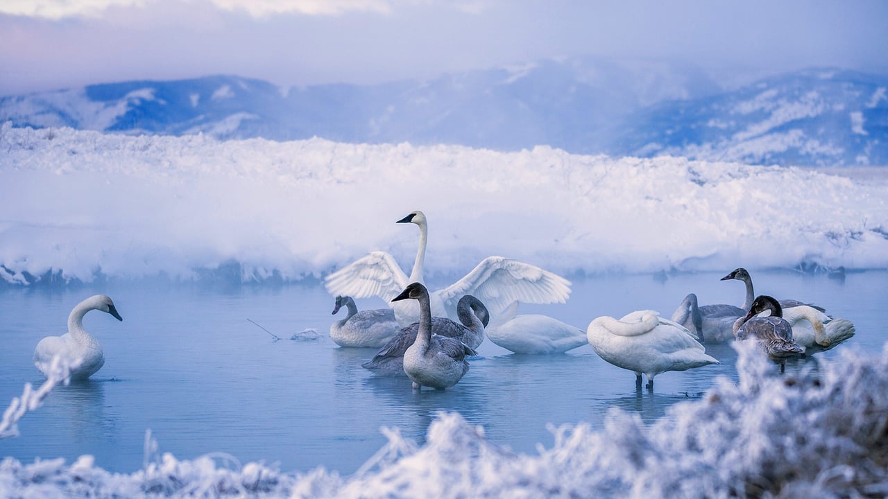 Trumpeter swans at Kelly Warm Springs, near Kelly, Wyoming (© DEEPOL by plainpicture) desktop wallpaper