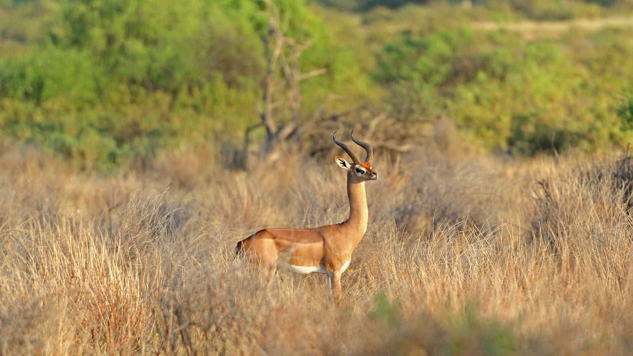 Gerenuk in Tsavo National Parks, Kenya (© Byrdyak/iStock/Getty Images Plus) desktop wallpaper