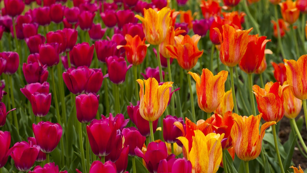 Ottawa Tulip Festival (© imageBROKER/Shutterstock) desktop wallpaper