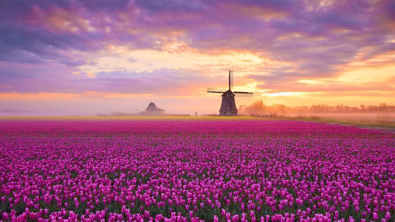 Tulip fields in Netherlands (© 1111IESPDJ/Getty Images) desktop wallpaper