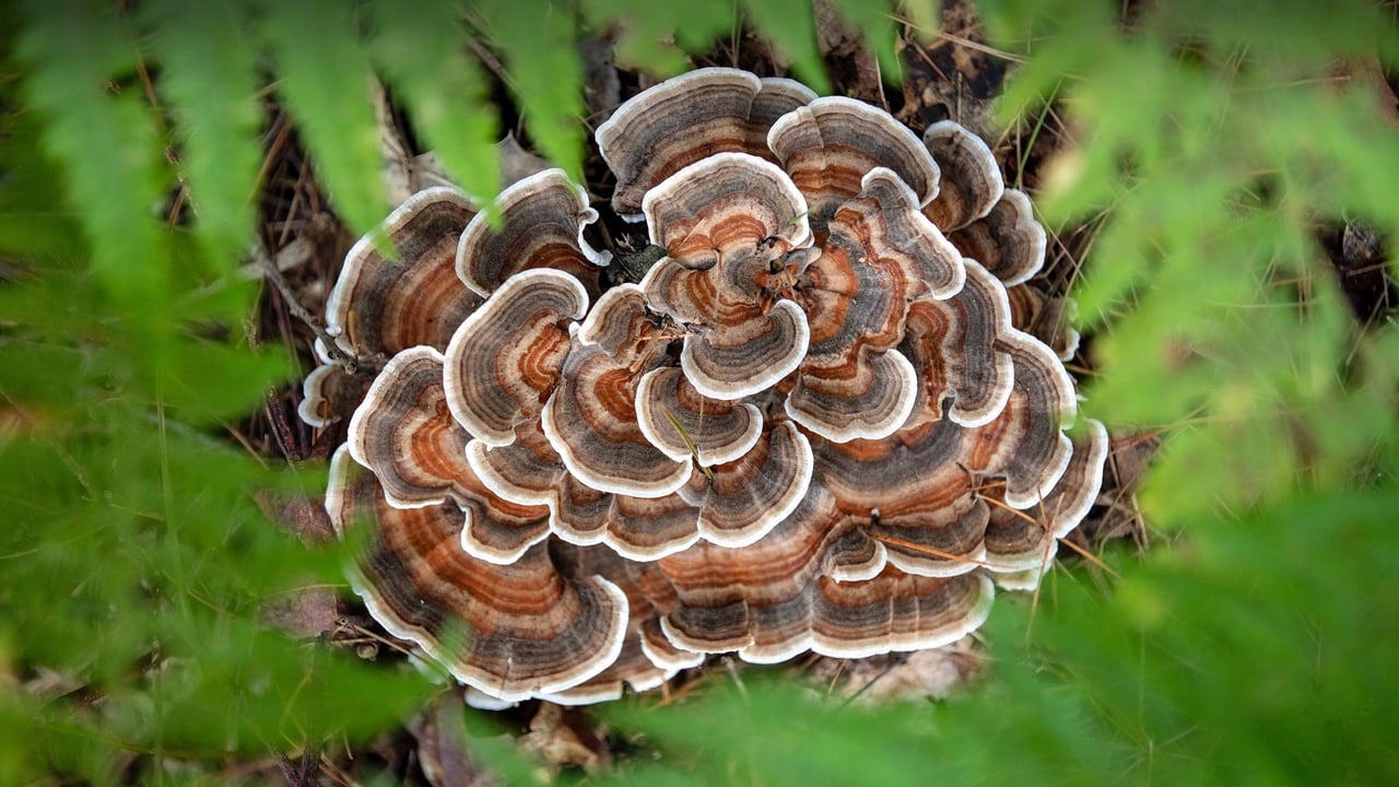 Turkey tail mushroom, Brevard, North Carolina (© Bill Gozansky/Alamy) desktop wallpaper