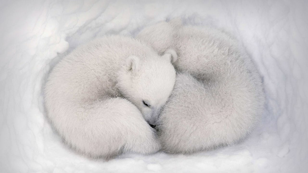 Twin polar bear cubs asleep in a snow den in Wapusk National Park, Manitoba, Canada (© AF archive/Alamy) desktop wallpaper