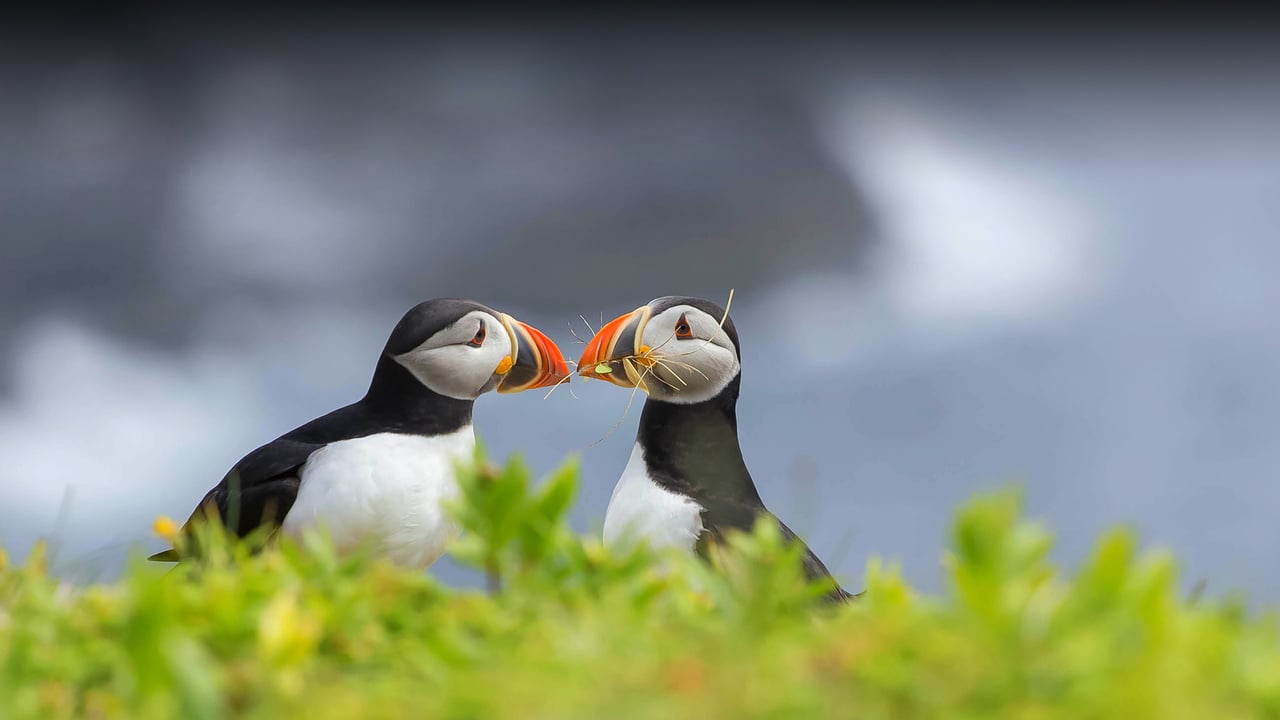 Two Atlantic puffins, Elliston, Newfoundland, Canada (© Daphne Roberts Photography/Getty Images) desktop wallpaper