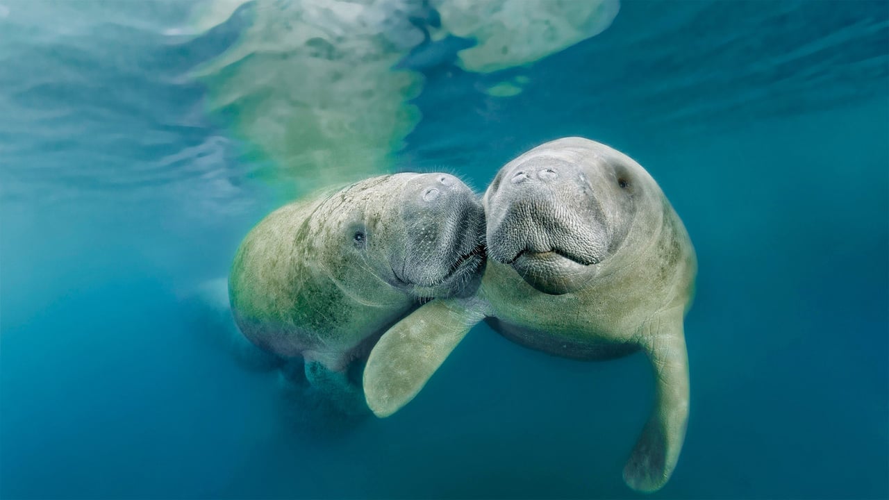 West Indian manatees in Three Sisters Springs, Crystal River National Wildlife Refuge, Florida (© Norbert Probst/Getty Images) desktop wallpaper