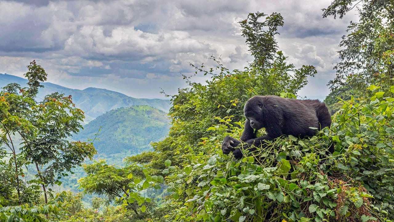 A mountain gorilla eating in a tree in the Bwindi Impenetrable National Park, Uganda (© Robert Haasmann/Minden Pictures) desktop wallpaper