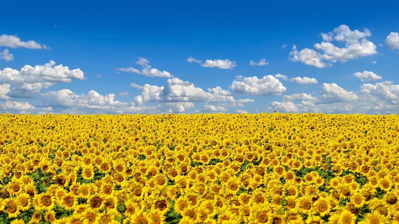 Field of sunflowers, Ukraine's national flower (© Oleksandrum/Shutterstock) desktop wallpaper