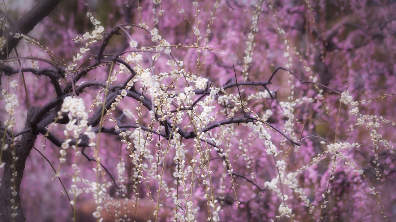 乱れて咲くしだれ梅の花, 京都府 京都市 (© EvergreenPlanet/Getty Images) desktop wallpaper