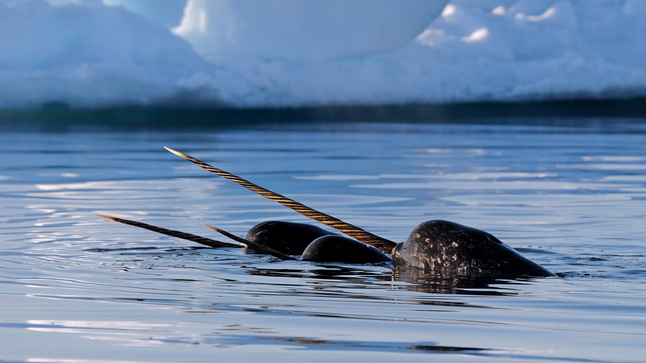 A pod of narwhals near Baffin Island, Nunavut, Canada (© Eric Baccega/Minden Pictures) desktop wallpaper