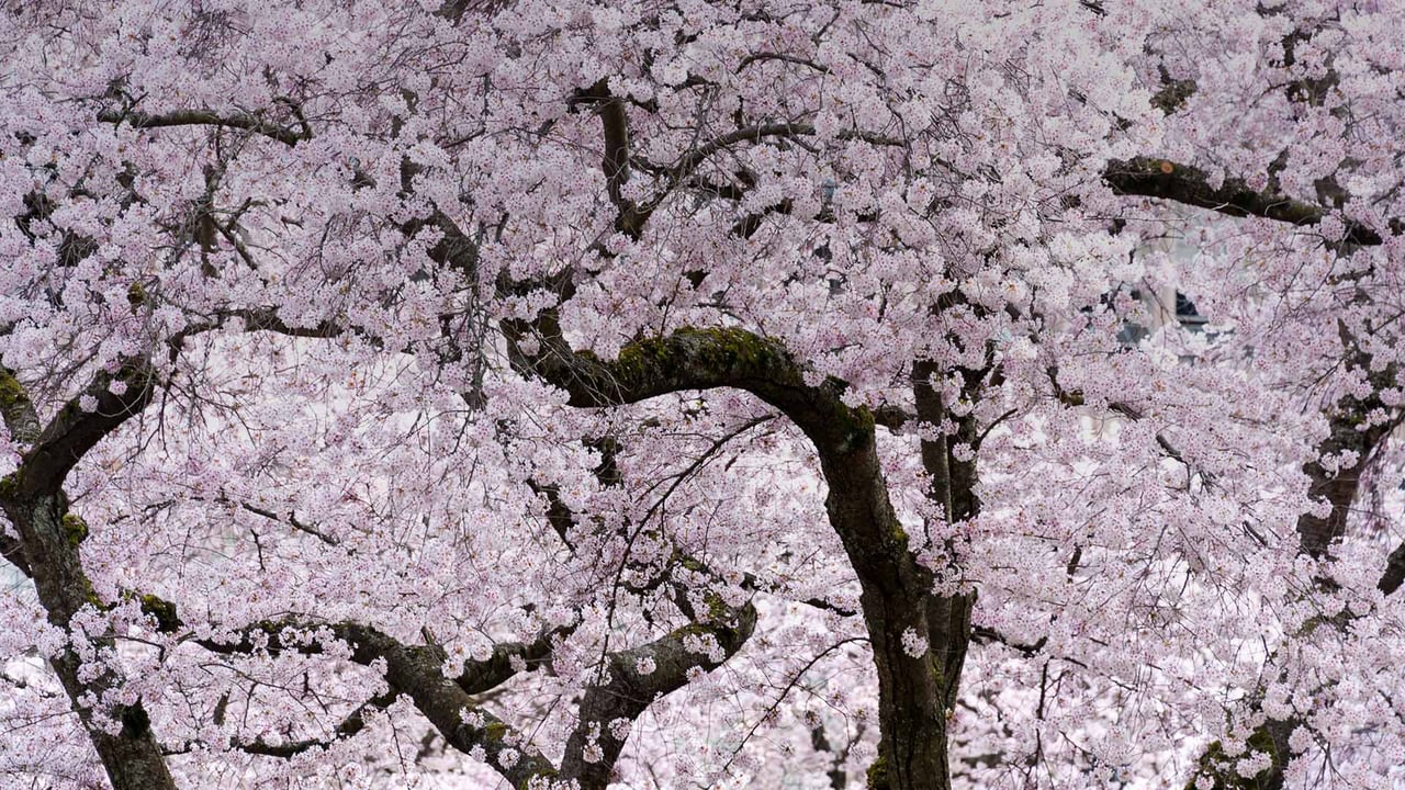 Cherry blossom trees in Vancouver (© KarenMassier/Getty Images) desktop wallpaper