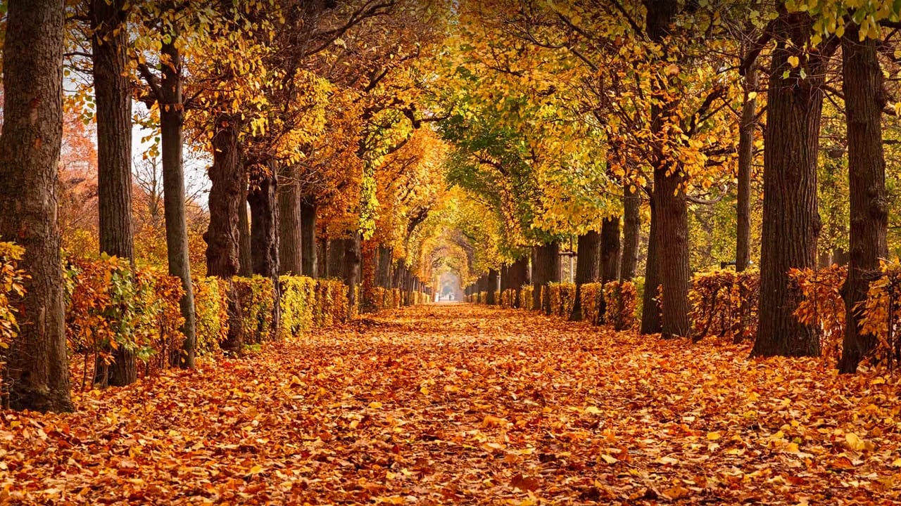 Autumn foliage in Schönbrunn Palace Park, Vienna, Austria (© rusm/Getty Images) desktop wallpaper